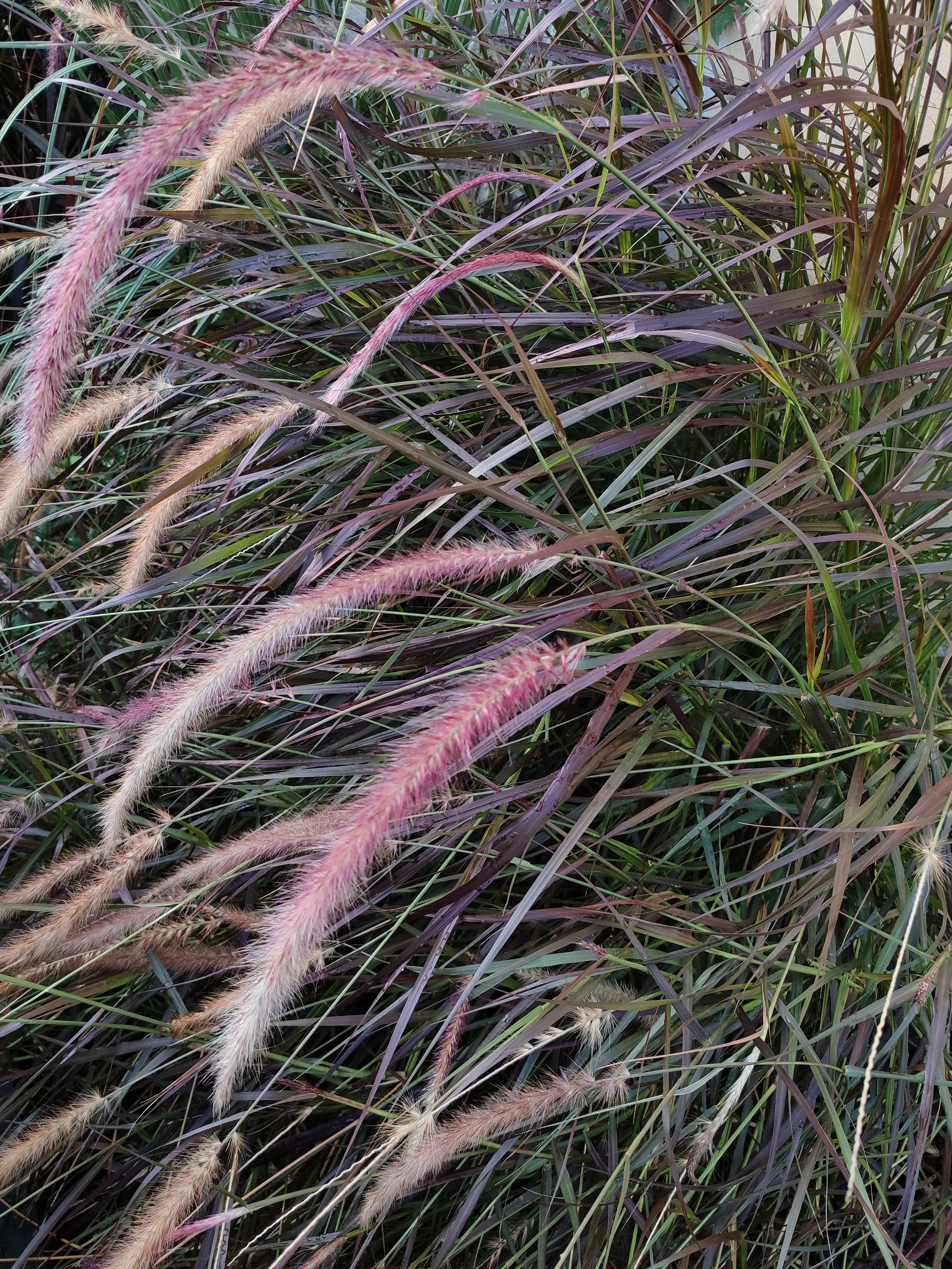 PENNISETUM RUBRUM